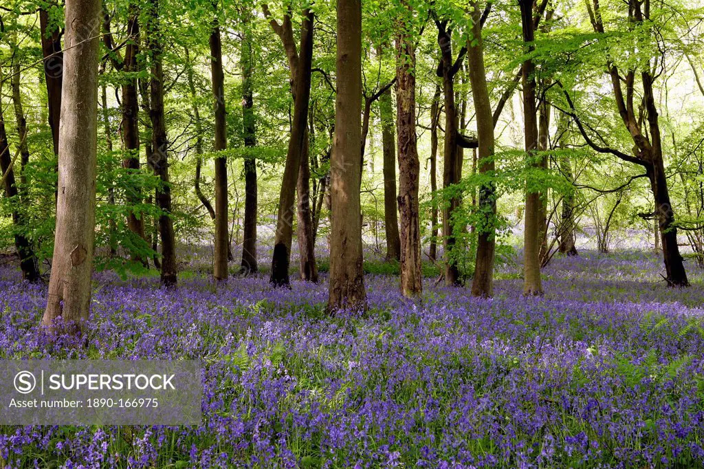 Bluebells in Woodland, England