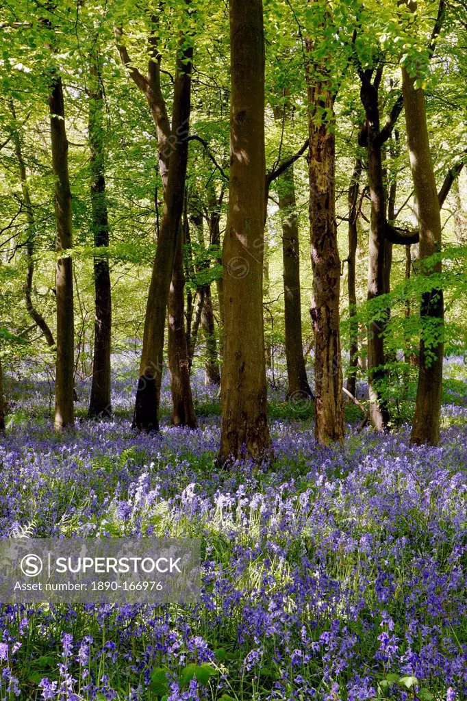 Bluebells in Woodland, England