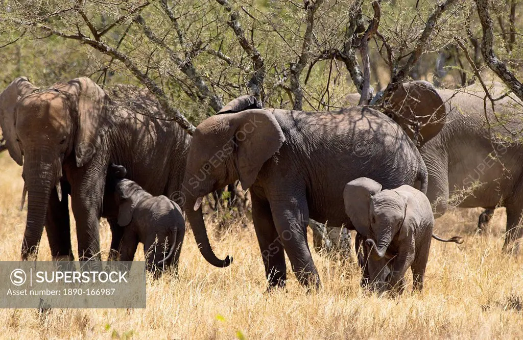 Elephant family, Serengeti
