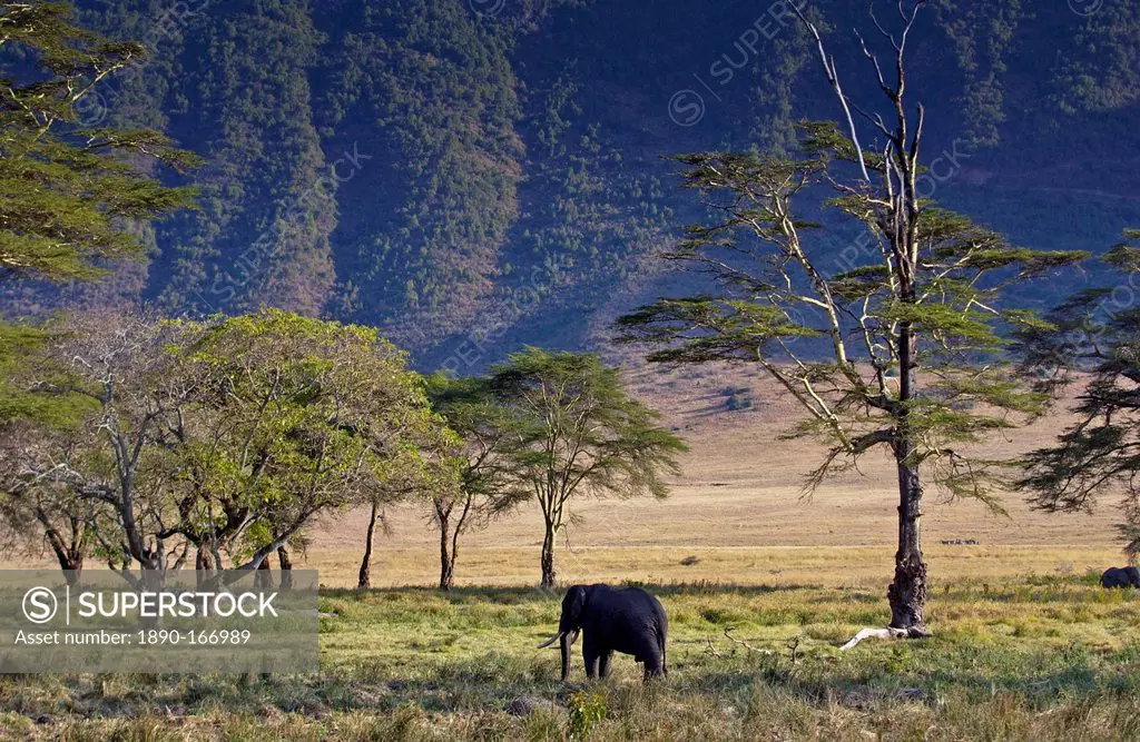 Elephant feeding in Ngoro Ngoro Crater, Tanzania