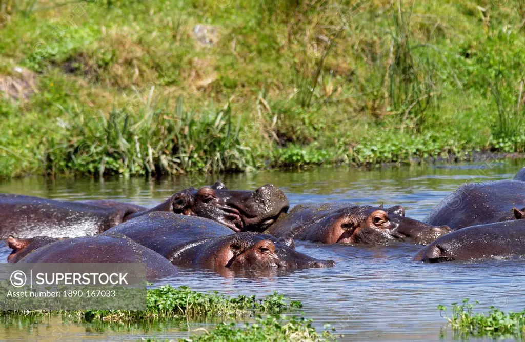 Hippopotamuses, Ngoro, Tanzania, East Africa