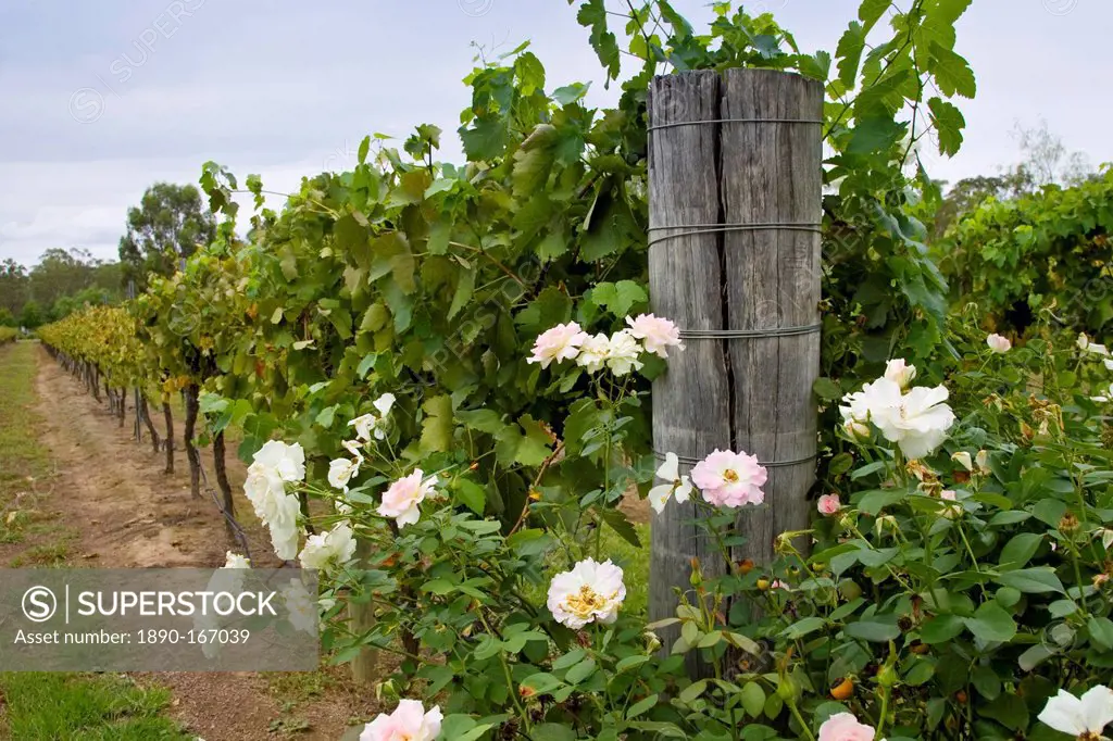 Rose bush as a warning of any greenfly infestation at a Winery, Hunter Valley, Australia