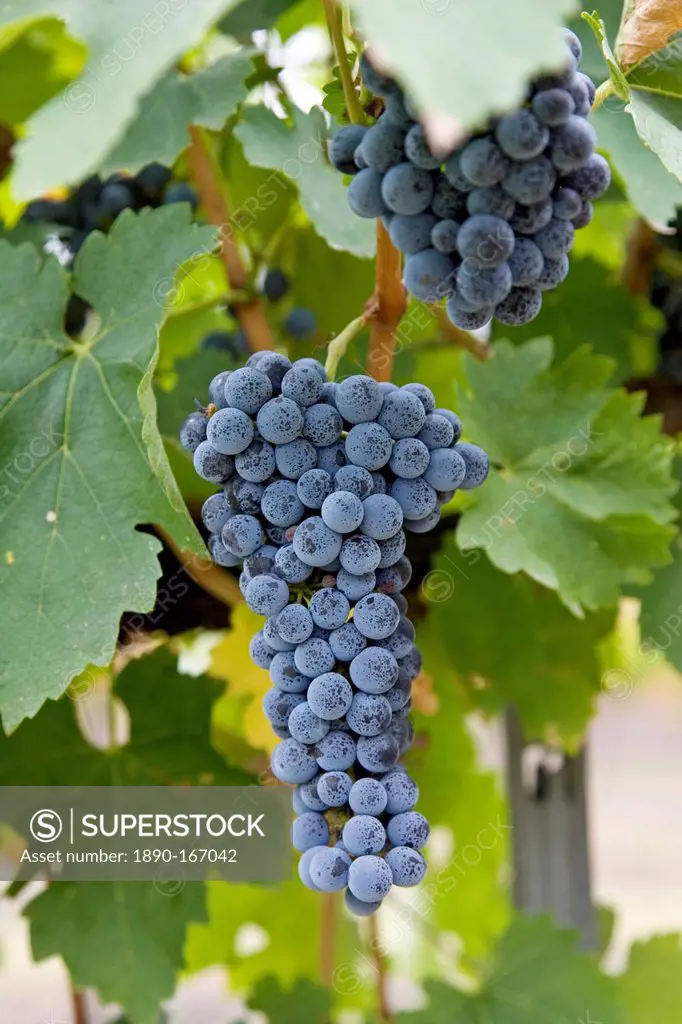 Cabernet Sauvignon grapes grow in the Pepper Tree Winery, Hunter Valley, Australia