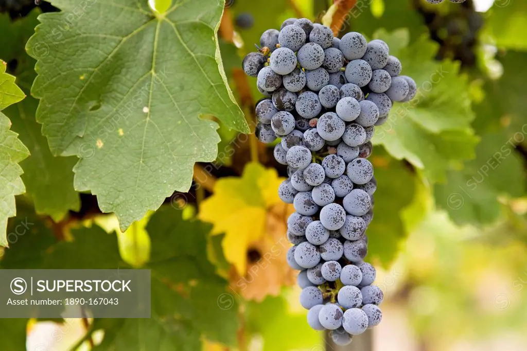 Cabernet Sauvignon grapes grow in the Pepper Tree Winery, Hunter Valley, Australia