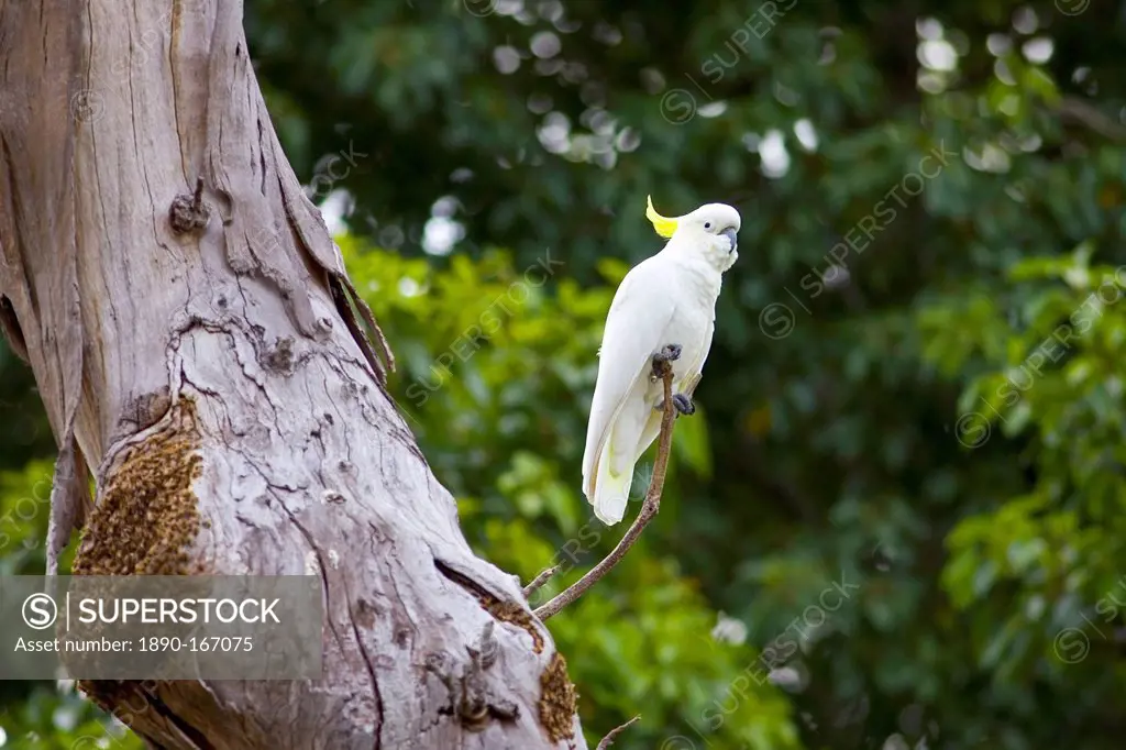 Sulphur-crested Cockatoo perched in a Forest Red Gum Tree, Australia
