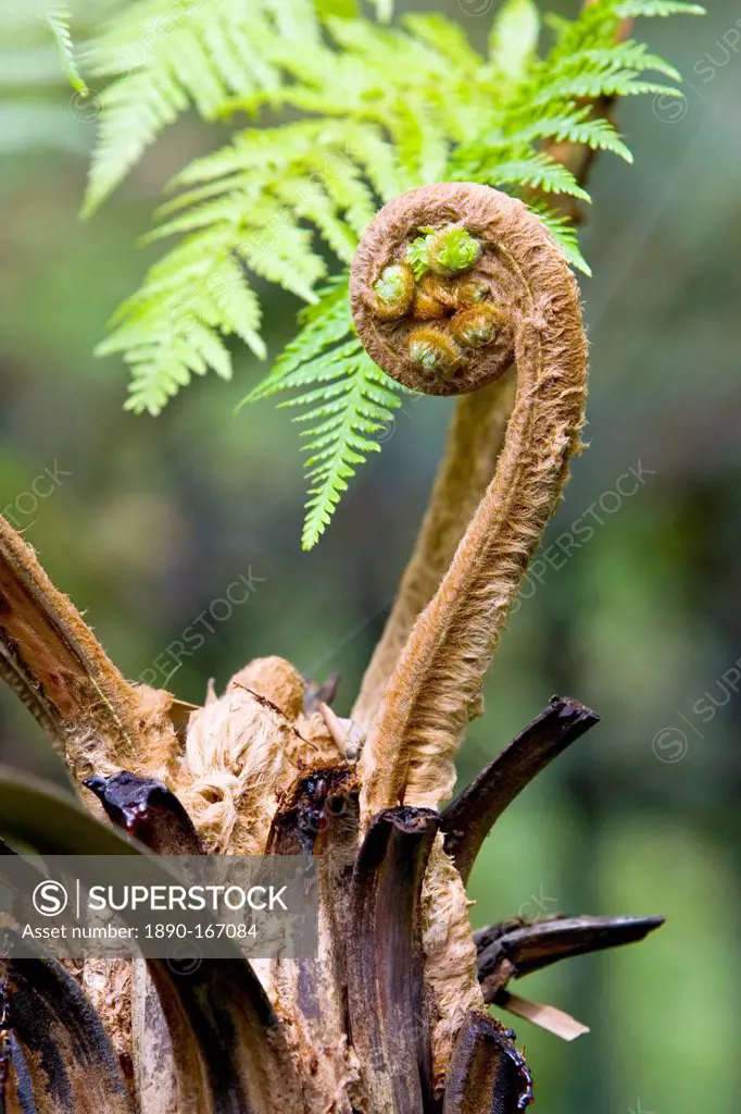 Young frond fern unrolls in the Royal Botanical Gardens, Sydney, Australia