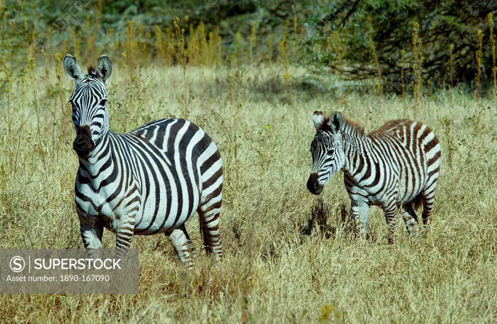 Common Plains Zebra (Grant's) & foal, Ngorongoro Crater, Tanzania