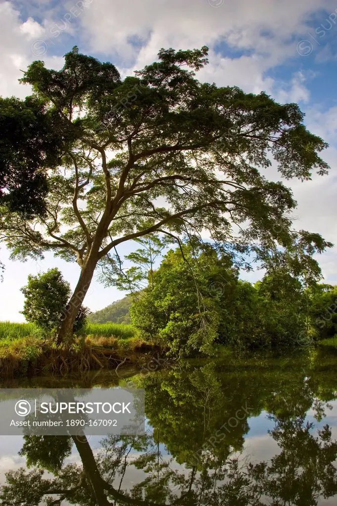 Brazilian Rain Tree hangs over the Mossman River, Daintree, Queensland, Australia