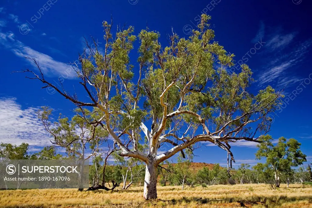Eucalyptus tree, Queensland, Australia