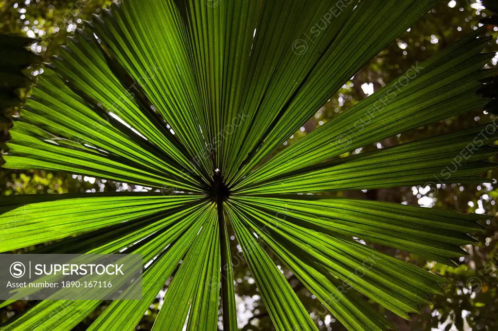 Fan Palm in the Daintree Rainforest, North Queensland, Australia