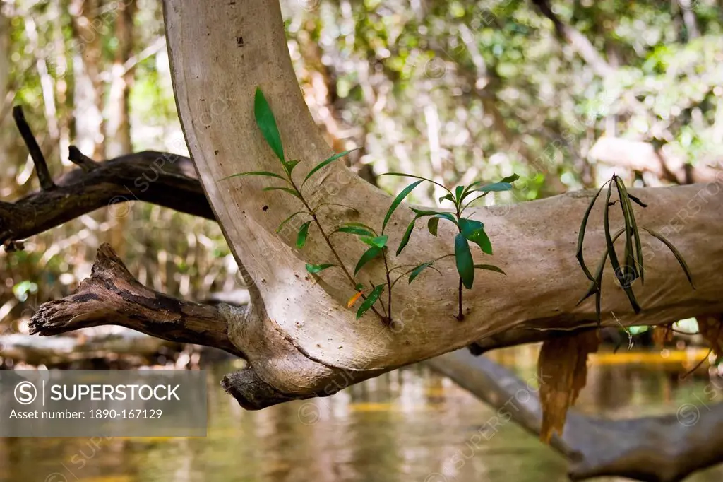 Water Cherry Tree above Mary Creek, Daintree Rainforest, Queensland, Australia