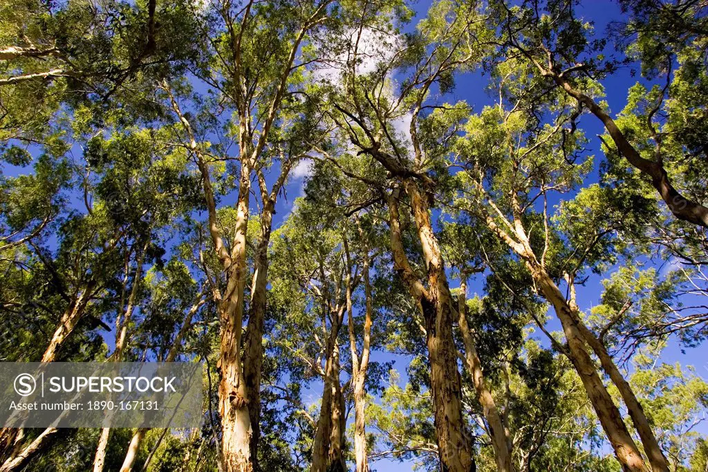 Paperbark Tea Trees, Mary Creek in the Daintree Rainforest, Australia