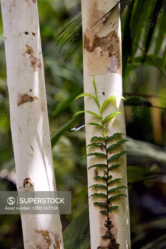 Rainforest candle vine grows on tree trunk, Daintree Rainforest, Queensland, Australia