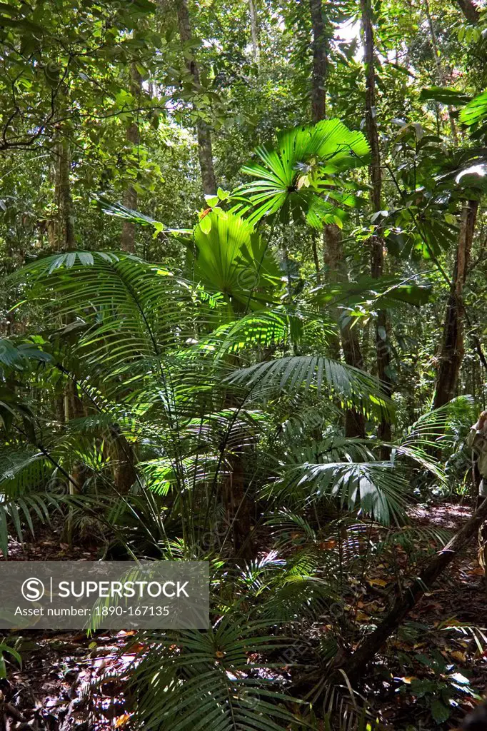 Ferns and palms in the rainforest, Daintree, North Queensland, Australia