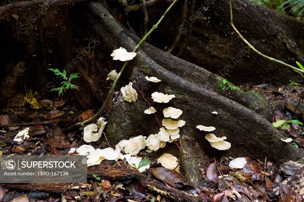 Wood fungus growing on a buttress root in the Daintree Rainforest, Queensland, Australia