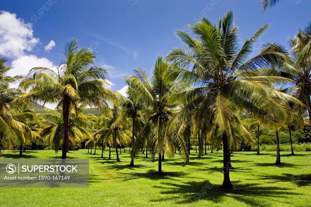 Palm trees in the Thala Beach area of Port Douglas, Australia
