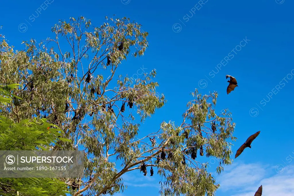 Spectacled Flying-fox bats roosting, Port Douglas, Queensland, Australia