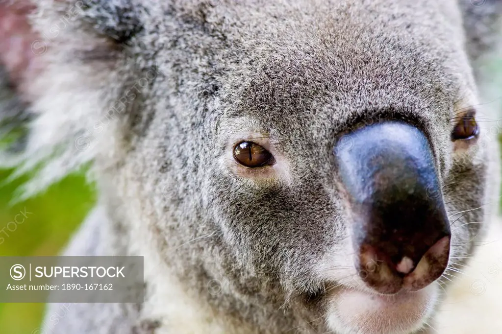 Koala, Queensland, Australia