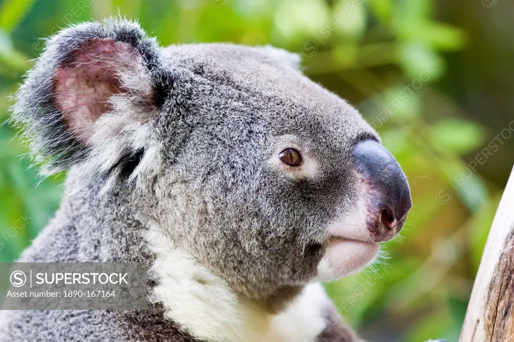 Koala, Queensland, Australia