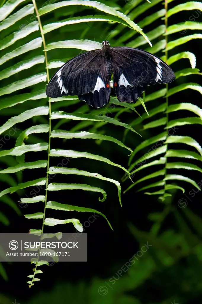 Adult male Orchard Butterfly on a fern leaf, North Queensland, Australia