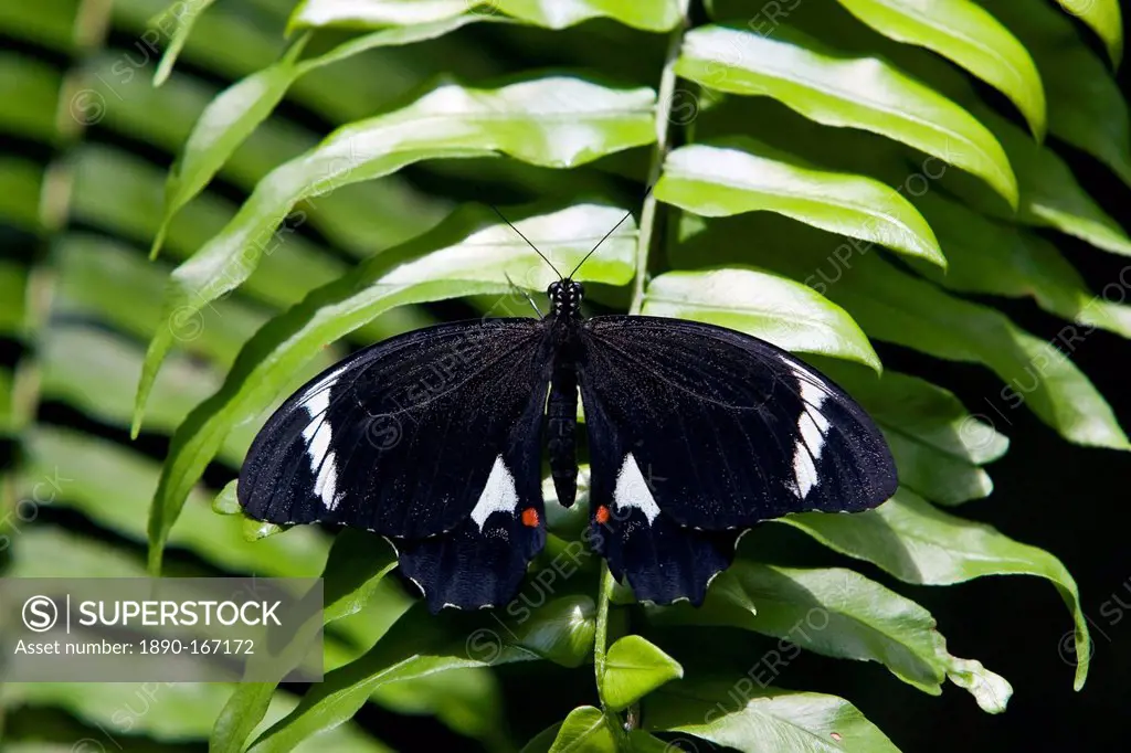 Adult male Orchard Butterfly on fern leaf, North Queensland, Australia