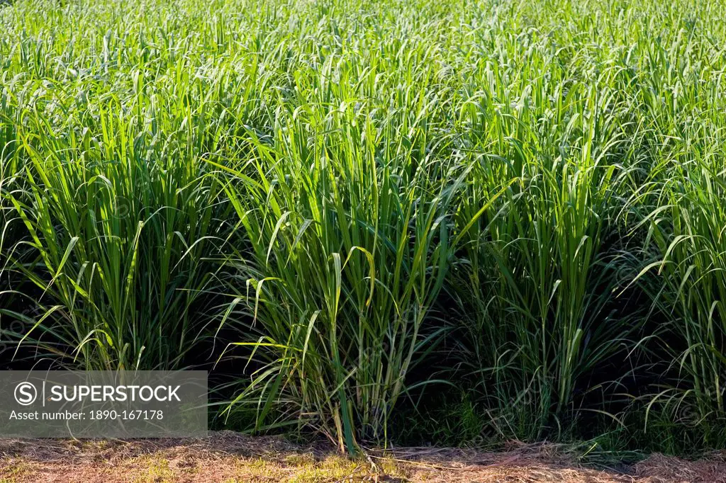 Sugar cane paddock, Freshwater Connection, Australia
