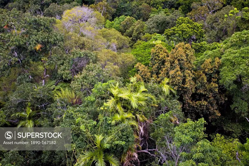 Rainforest seen from Skyrail Cableway, North Queensland, Australia