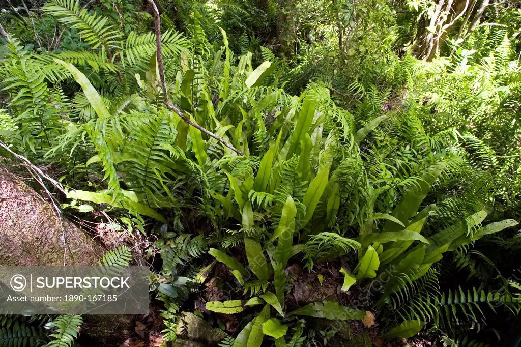 Rubber ferns and Fishbone ferns grow on forest floor in Barron Gorge National Park, Queensland, Australia