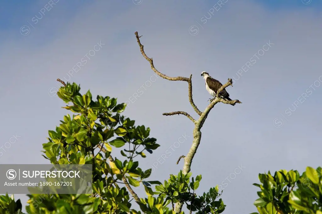 Female Osprey on bare branch of tree, Daintree River, Queensland, Australia