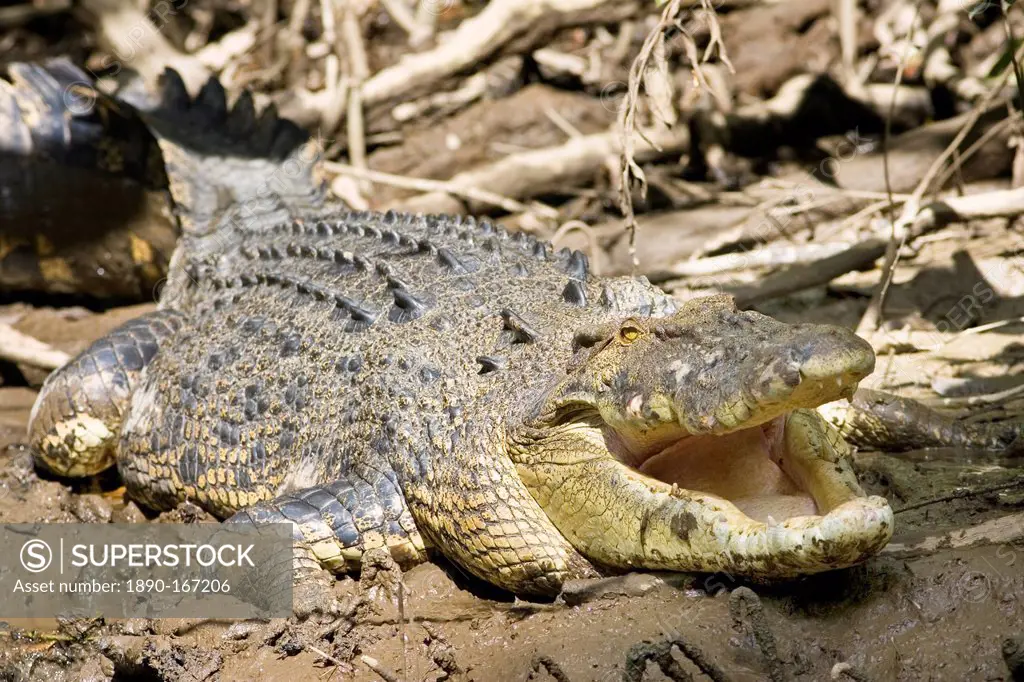 Crocodile in muddy shallows of the Mossman River, Daintree, Australia