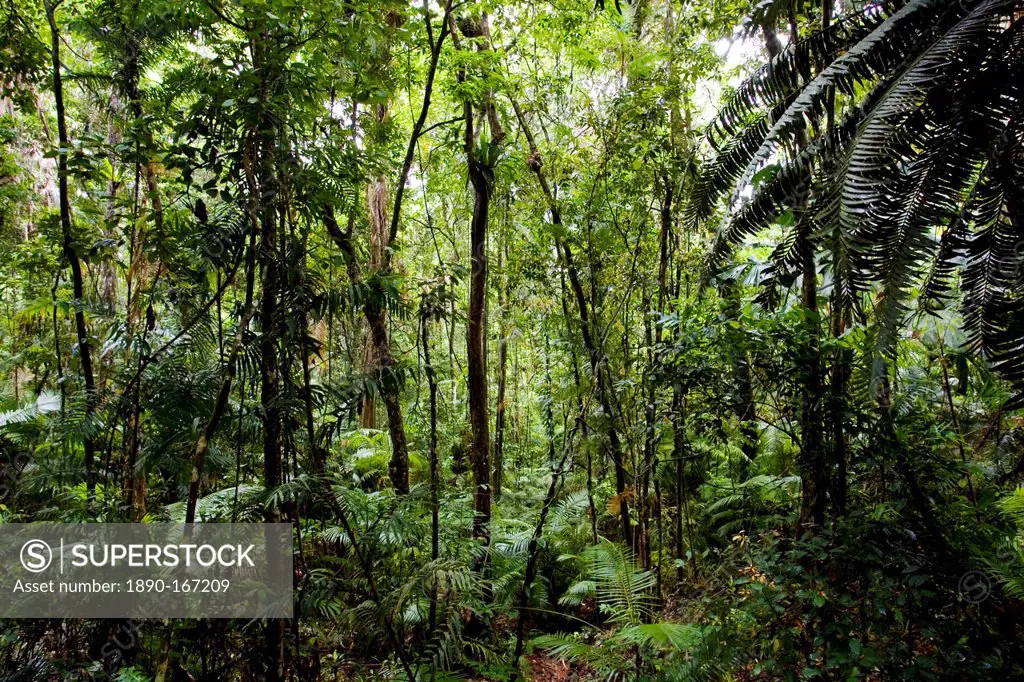 Trees and ferns in Daintree Rainforest, Australia