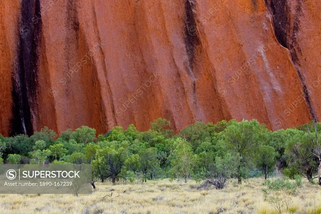 Trees at the base of Ayers Rock, Uluru, Australia