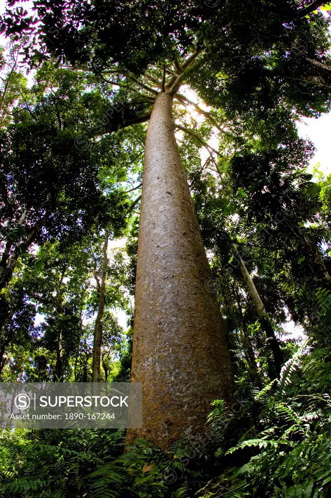 Kauri Pine tree, Barron Gorge National Park, Queensland, Australia