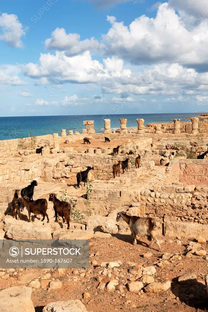 Goats going into the bath house ruins, Apollonia, Libya, North Africa, Africa