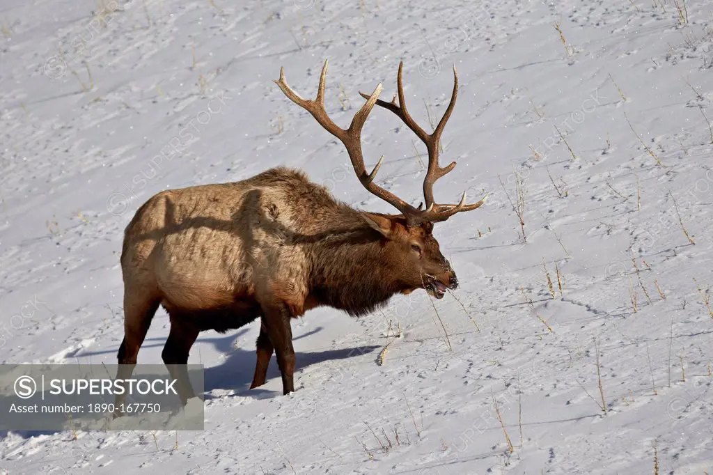 Bull elk (Cervus canadensis) feeding in the winter, Yellowstone National Park, Wyoming, United States of America, North America