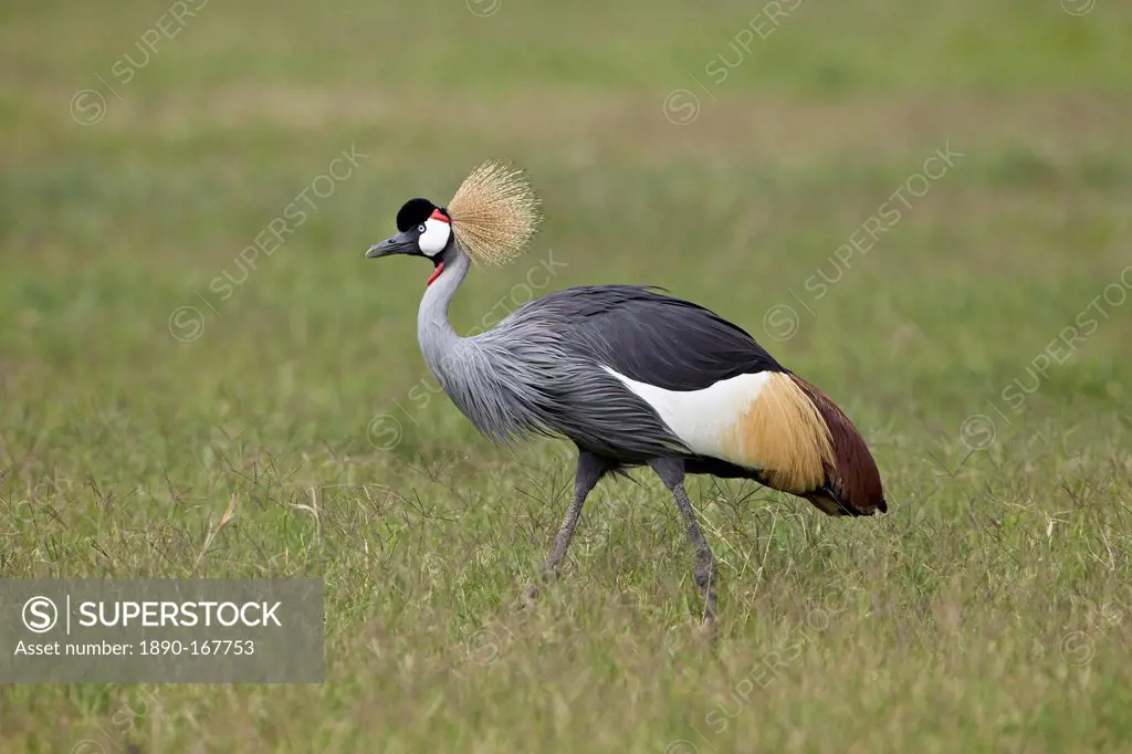 Grey crowned crane (Southern crowned crane) (Balearica regulorum), Ngorongoro Crater, Tanzania, East Africa, Africa