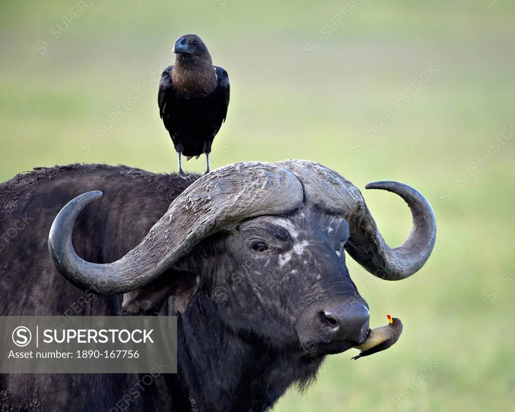 Cape Buffalo (African buffalo) (Syncerus caffer), white-naped raven (white-necked raven) (Corvus albicollis) and a yellow-billed oxpecker (Buphagus af...