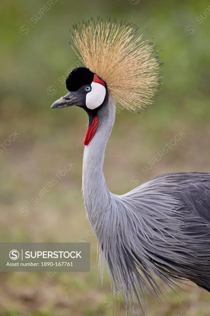 Grey crowned crane (Southern crowned crane) (Balearica regulorum), Serengeti National Park, Tanzania, East Africa, Africa