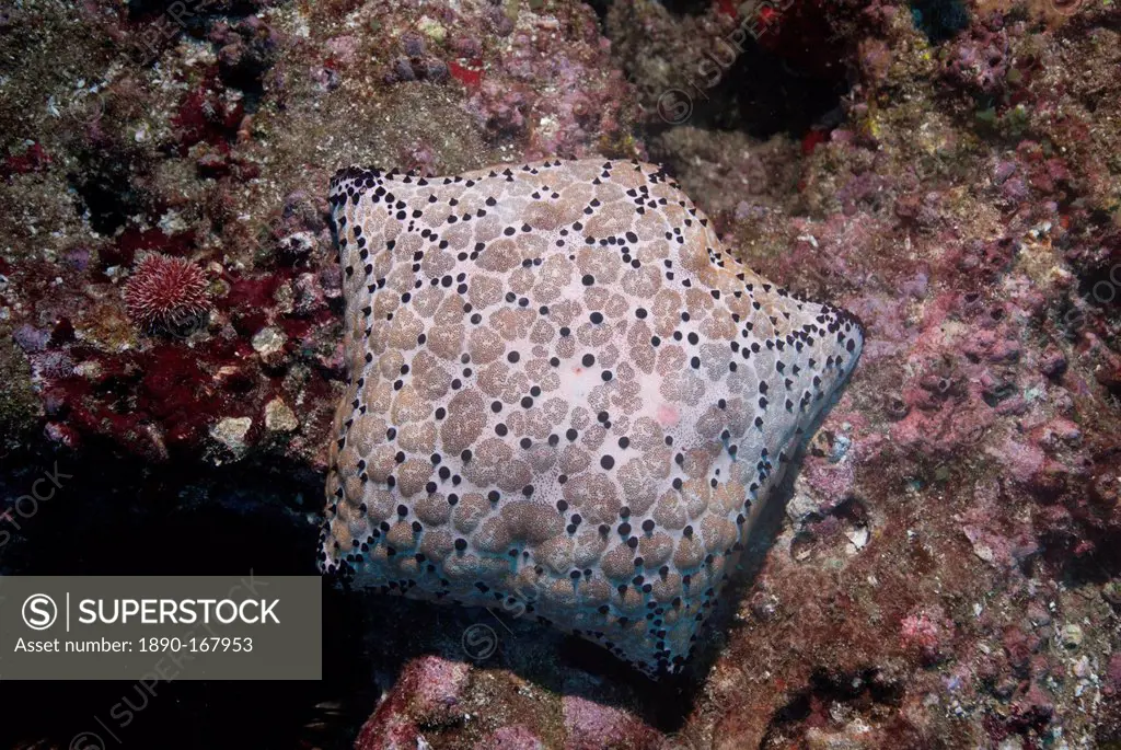 Pincushion Sea Star (Culcita novaeguineae), Mozambique, Africa