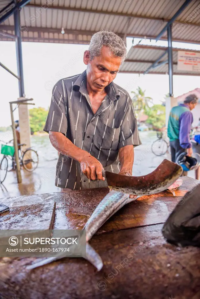 Negombo fish market (Lellama fish market), a fisherman gutting fish, Negombo, West Coast of Sri Lanka, Asia