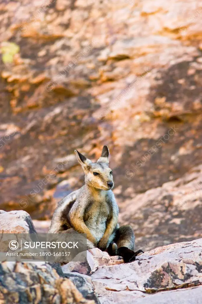 Wallaby sits on the rocks at Simpson's Gap, West Madonnell Mountain Range, Australia