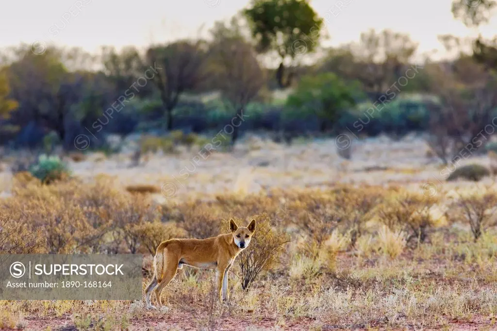 Dingo at Simpson's Gap, West Madonnell Mountain Range, Australia