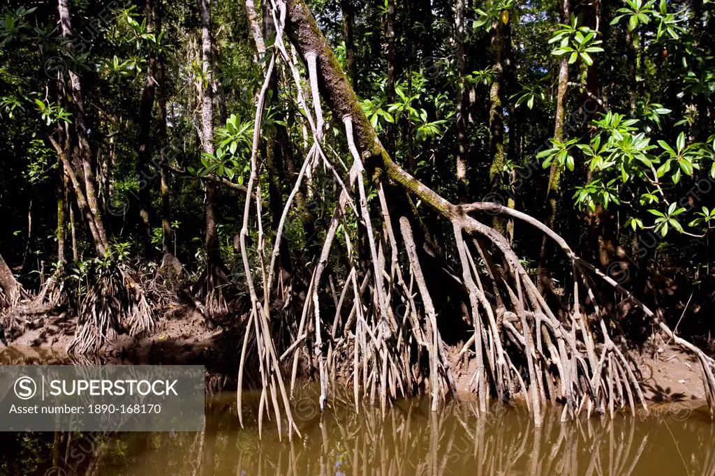 Mangrove roots in shallows of Mossman River, Daintree, Australia