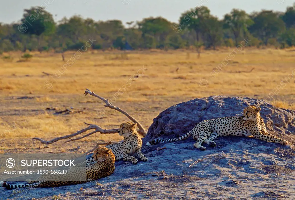 Three Cheetahs, Moremi, Botswana