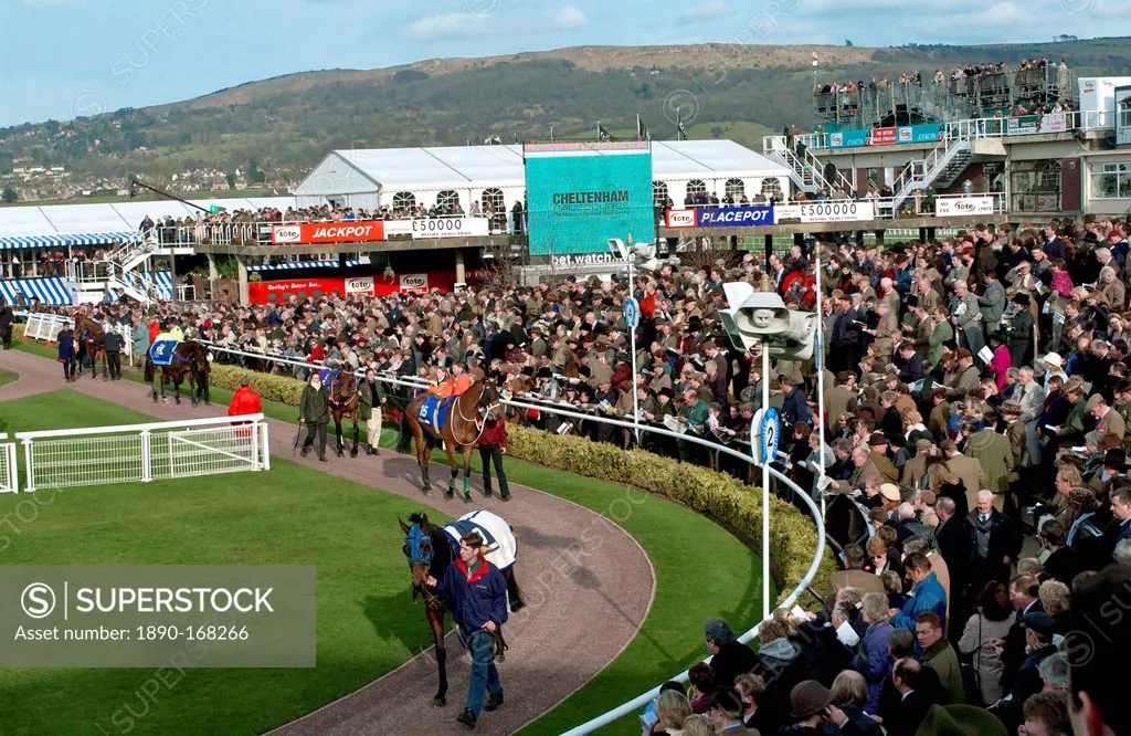 A general view of the horse racing scene at Cheltenham Festival. Horses are being walked in the unsaddling enclosure.
