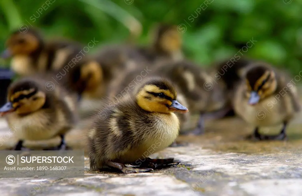 Mallard ducklings just a few days old, Swinbrook, Oxfordshire, England