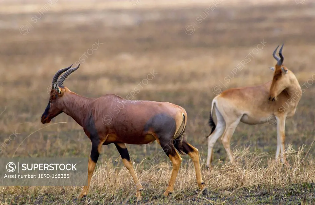 Topi (left) watched by a Kongoni (Coke's Hartebeest) which is a sub-species of the Red Hartebeest, Serengeti, Tanzania