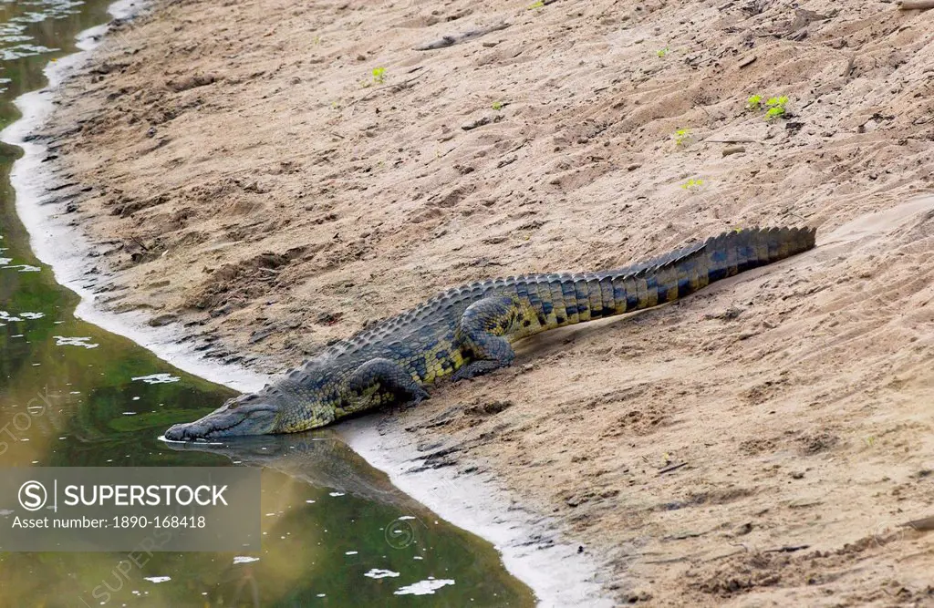 Crocodile, Serengeti, Tanzania, East Africa