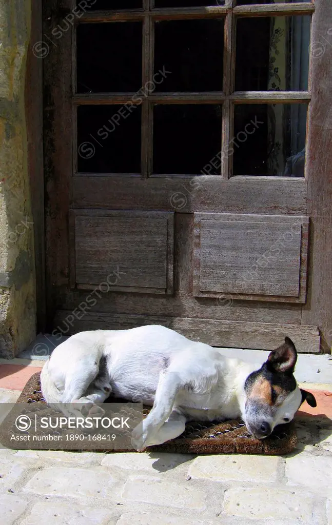 Pedigree Jack Russell terrier with a relaxed attitude to guarding the homestead bides his time, Normandy, France