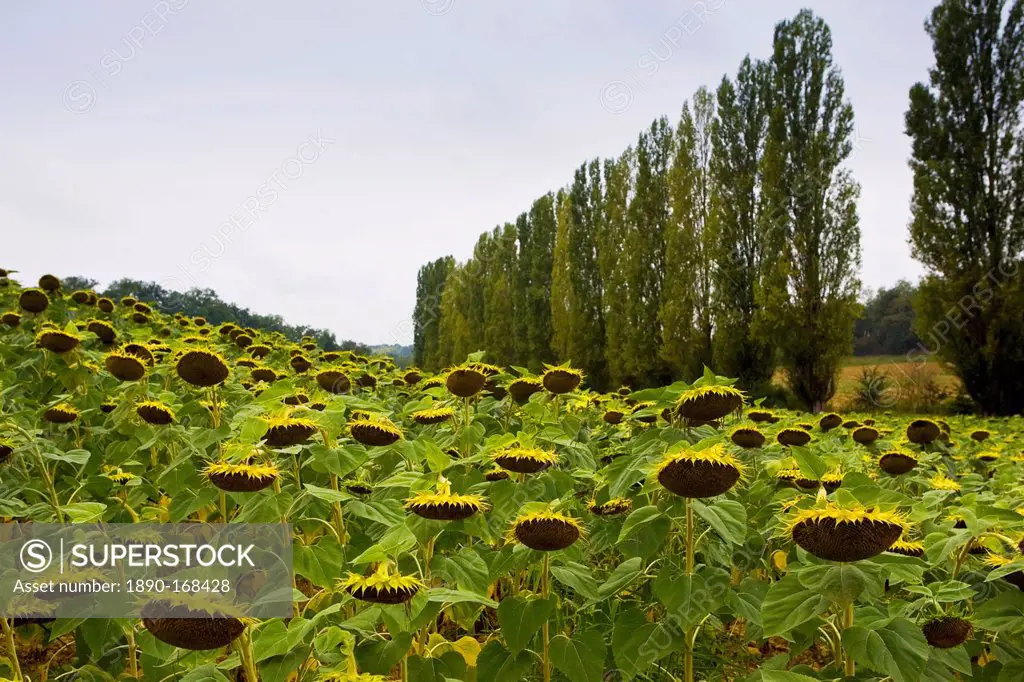 Sunflower field, Gascony, France